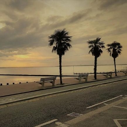 Palm trees by the coast in Southend-on-Sea.