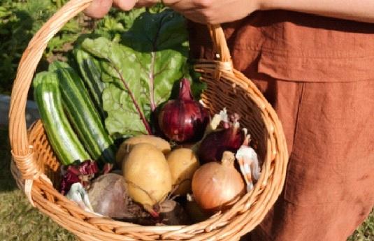 Photo of vegetables in a basket that were grown and picked at Garon Park