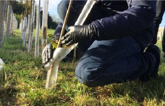 Photo taken of a volunteer planting a tree