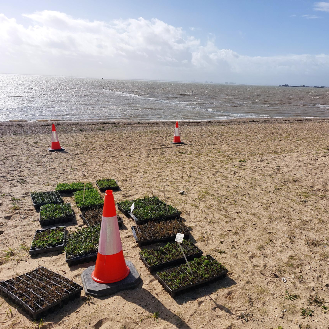 plant seeds and traffic cone on sandy beach