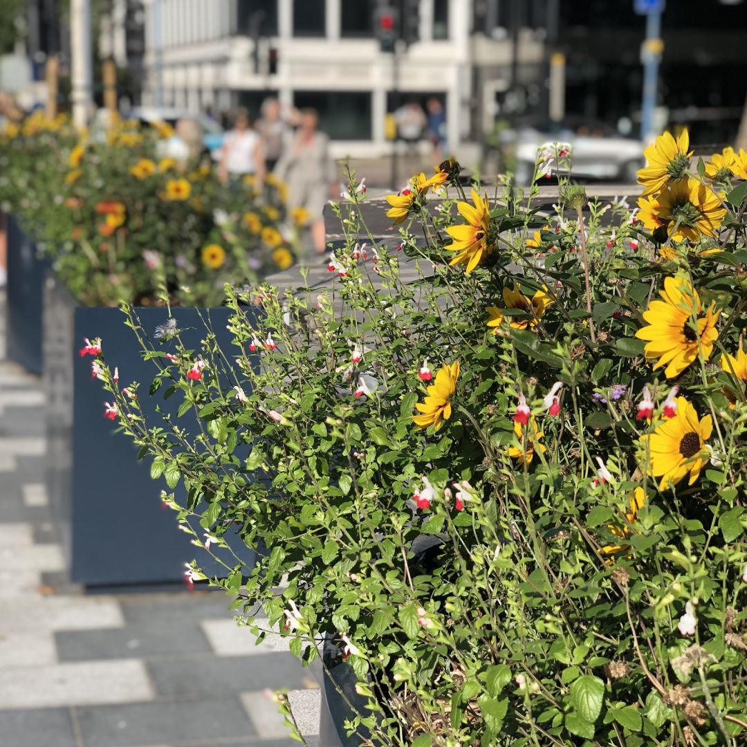 a row of planters with yellow flowers