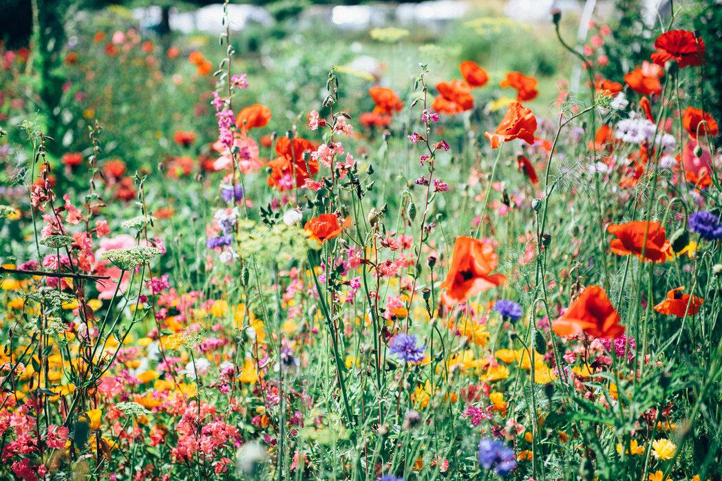 photo of wildflowers