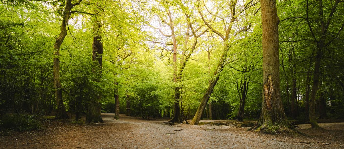 Belfairs Woods