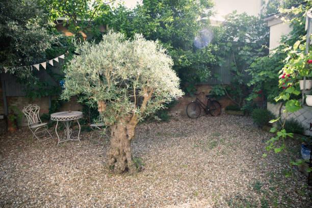 olive tree planted in small garden